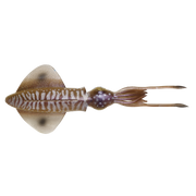 SAVAGE GEAR 3D SWIM SQUID